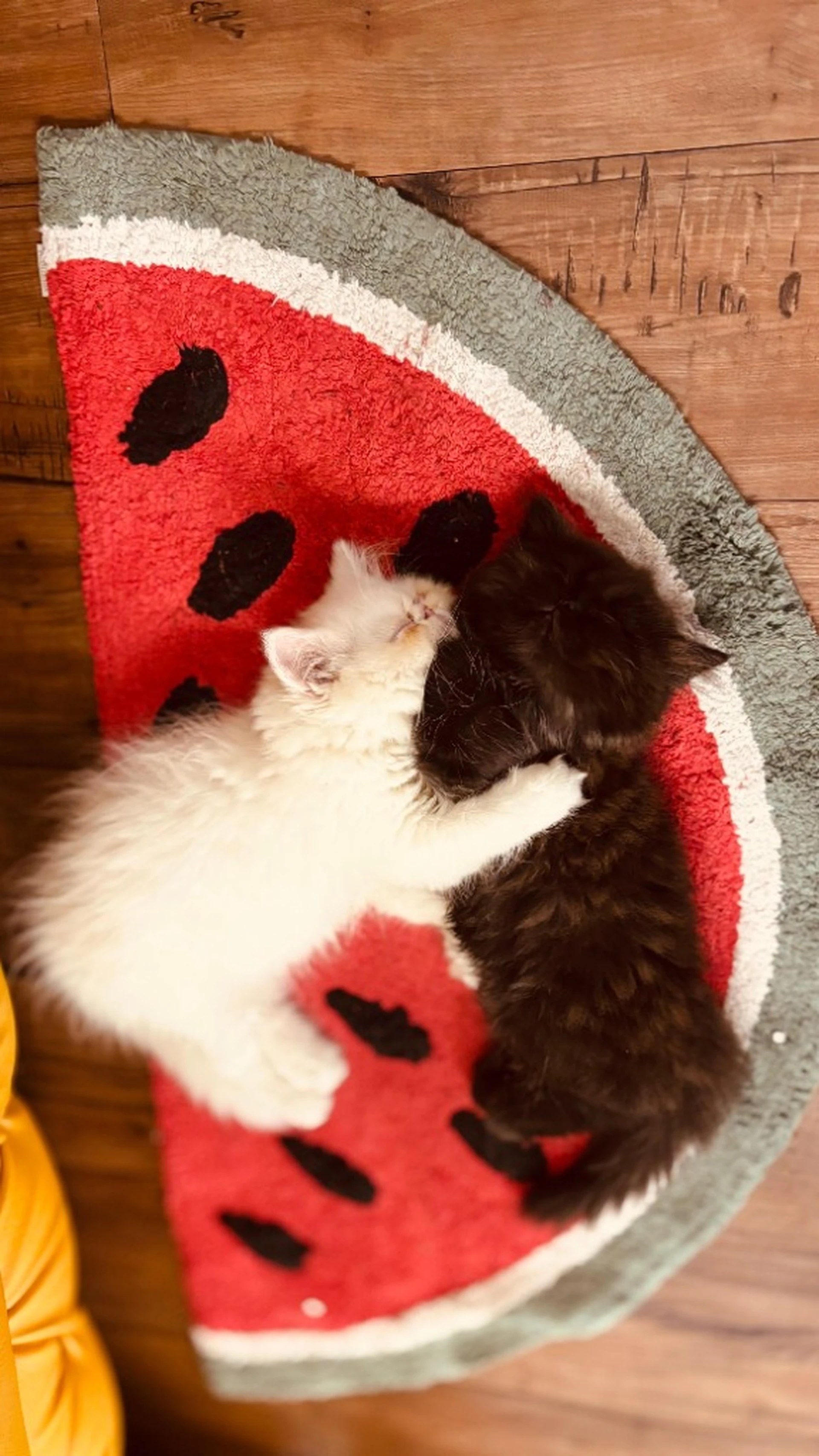 Pet Friendly Blackhole Studio